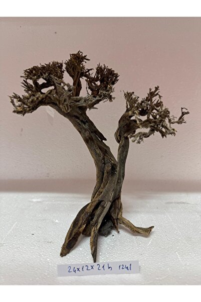 Meç Moss Ağaç Figürü Kök (No:1241) [24x12x21h]