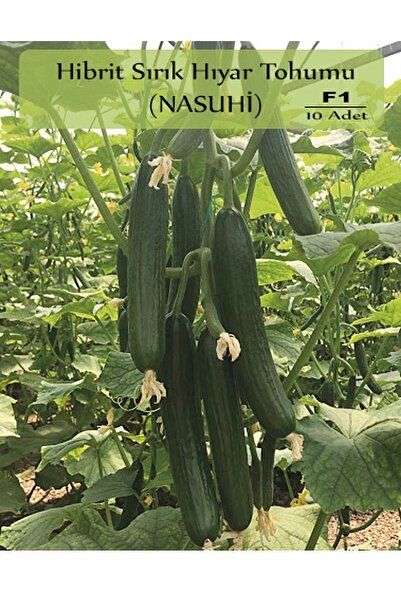 Ziraat Evim Hibrit Sırık Salatalık Tohumu 10 Adet F1 Nasuhi Hibrit Hıyar Tohu...