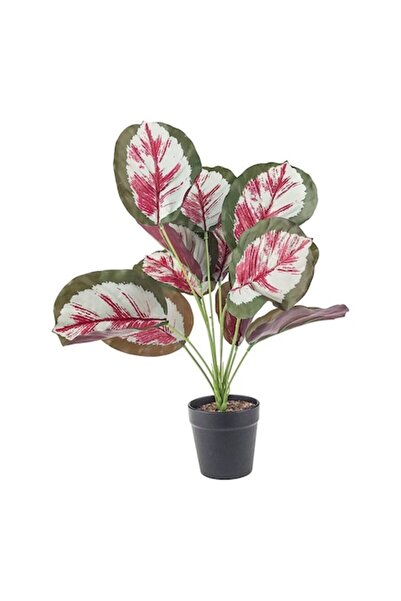 OEM Ghiveci de plante ornamentale