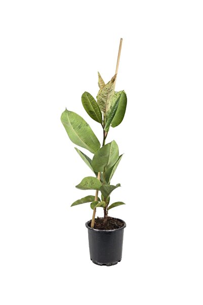 gardenkoala Kauçuk Bitkisi Tek Gövde – Ficus elastica Shivereana 17 cm Saksı