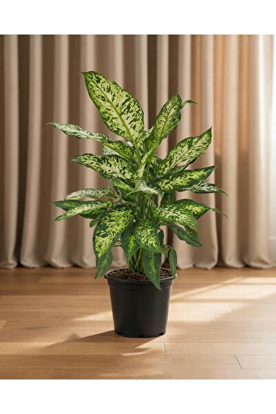 gardenkoala Dieffenbachia Compacta 17 cm Saksı