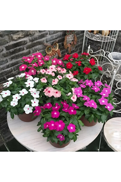 megcito Rozet Çiçeği Sarkan Seri Karışık Renk - Saksılık 5 Tohum