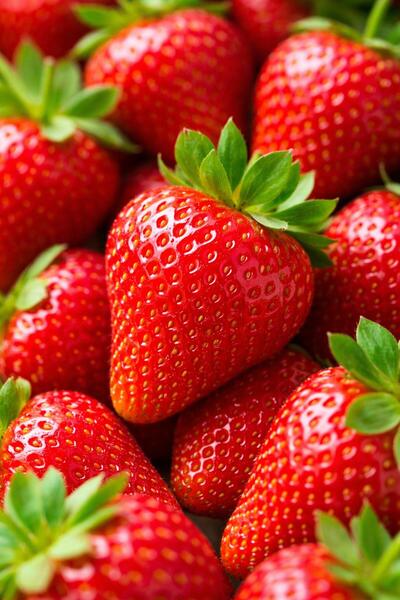 çınar fidancılık YEDİVEREN ÇİLEK FİDANI 5 ADET