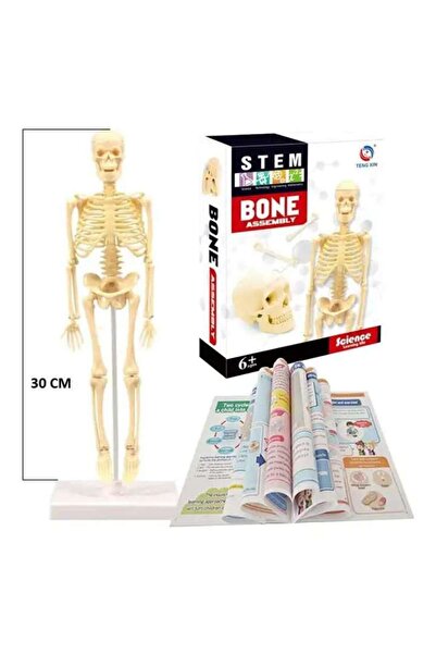 TeTea Jucarie Educationala Tetea, Kit STEM scheletul uman, 30 cm