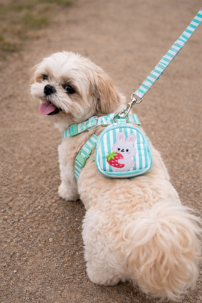 mastercat Backpack Bunny Harness + Travel Strap Set