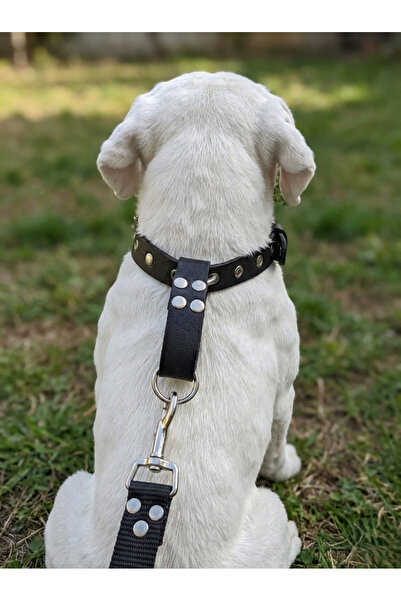 balkonda Dog Collar Adjustable Medium, Large and Extra Large Breeds 2.5cm Wid...