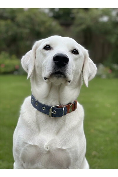 balkonda Dog Collar Adjustable Small, Medium, Large and Extra Large Breeds 2....