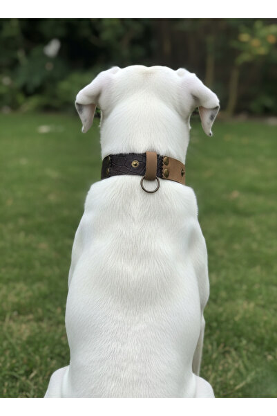 balkonda طوق للكلاب قابل للتعديل للسلالات الصغيرة والمتوسطة والكبيرة، عرض 2.5...