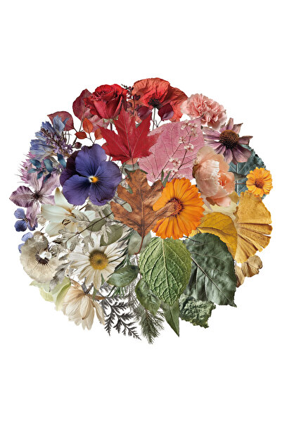 Choice ٥٠ قطعة من ملصقات عينات النباتات الإبداعية المصنوعة من مادة PET الشفاف...