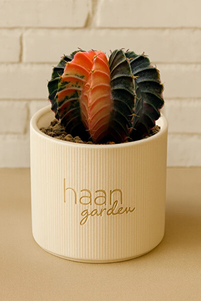 haan garden Gymnocalycium Variegata / Kaktüs