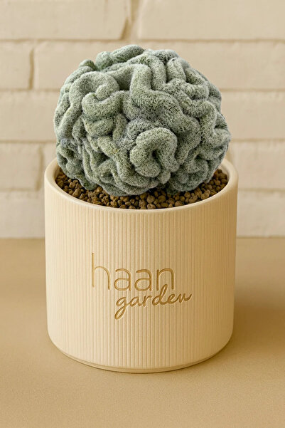 haan garden Mammillaria Perbella Cristat / Kaktüs