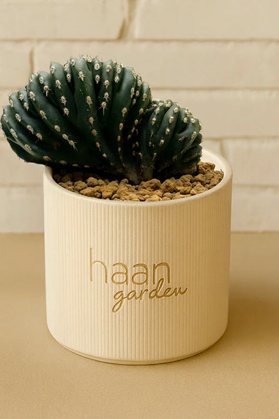 haan garden Marginatocereus Marqinatus Cristat / Kaktüs