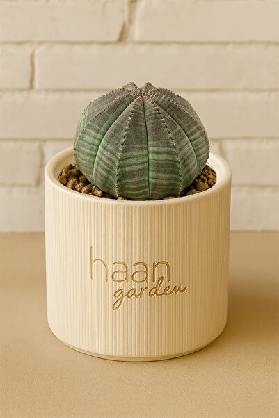 haan garden Obesa / Kaktüs