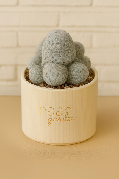 haan garden Mammillaria Humboldtii / Kaktüs