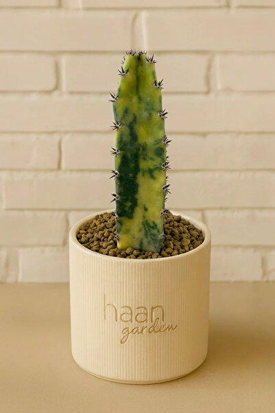 haan garden Jusperti Variegata