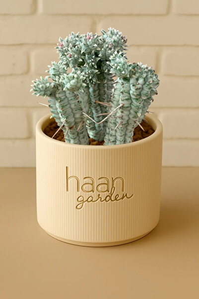haan garden Mammillaria Ssp Variegata/ Kaktüs