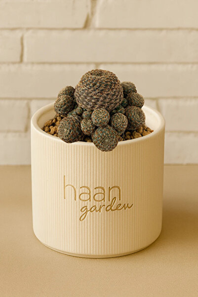 haan garden Rebutia Heliosa / Kaktüs