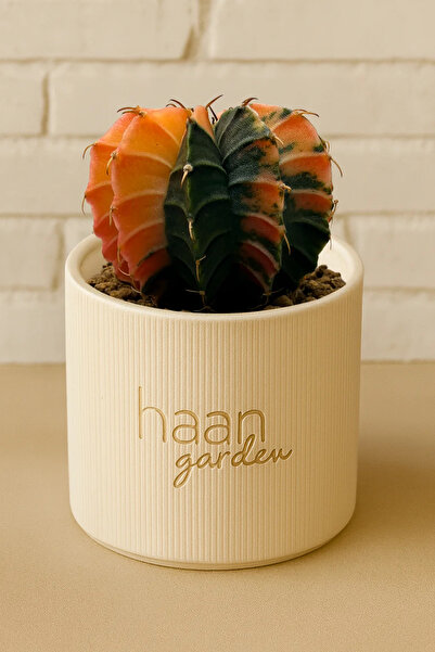 haan garden Gymnocalycium Variegata / Kaktüs