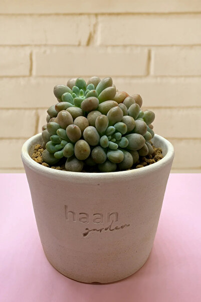 haan garden Echeveria Aurora