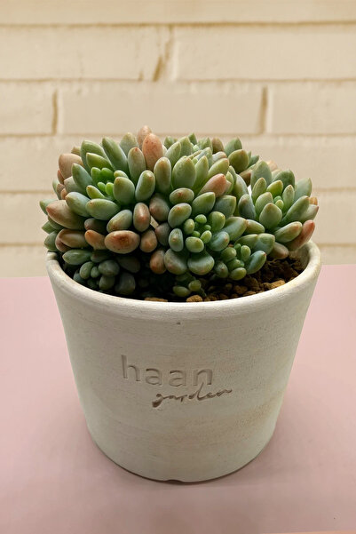 haan garden Echeveria Rococo