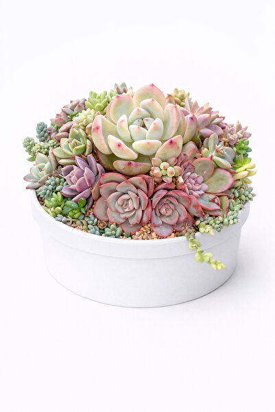 Mialys Premium İthal Sukulent Çiçek Aranjmanı Hediyelik Canlı Bitki - 12 cm S...