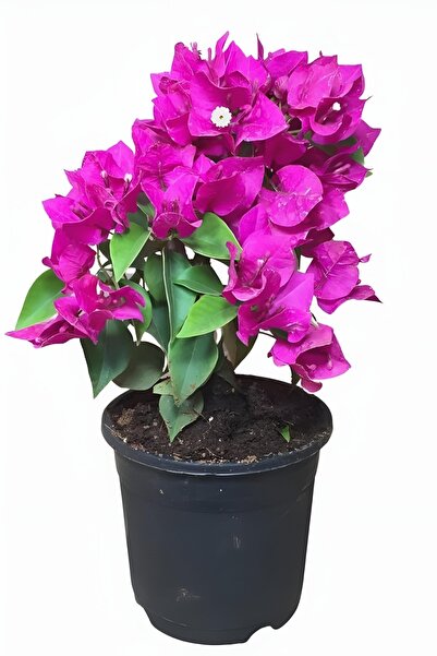 ÇİÇEKFLİX Pembe begonvil çiçeği minik 20-23cm /şuan çiçeksizdir