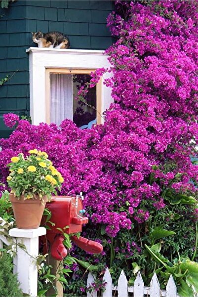 ÇİÇEKFLİX Fide begonvil mor renk boy 28-30cm /şuan çicçeksizdir