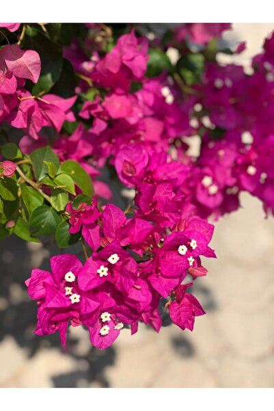 ÇİÇEKFLİX Fide begonvil fuşya renk boy 28-30cm /şuan çicçeksizdir