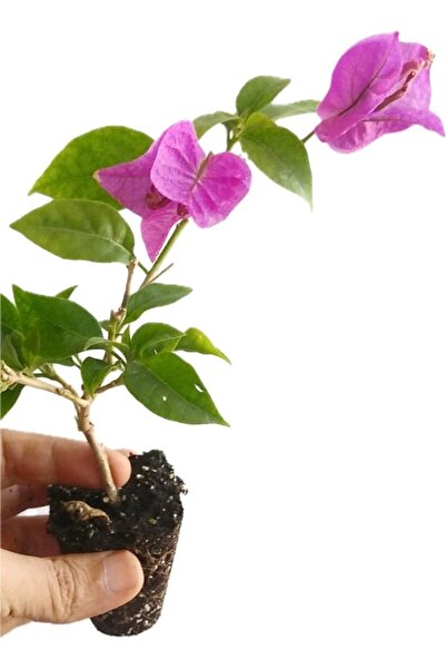 ÇİÇEKFLİX Begonville begonvil çiçeği deep purple minik 20-22cm /şuan çiçeksizdir