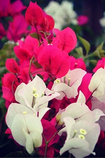 ÇİÇEKFLİX Aşılı kırmızı beyaz begonvil fidanı fidesi 19-21cm