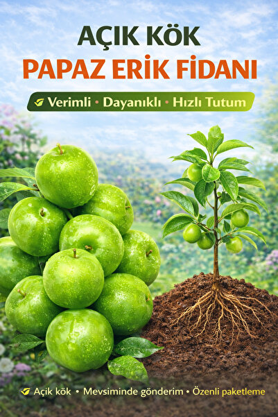 ÇİÇEKFLİX Yeşil Papaz Erik Meyve Fidanı 2 Yaş ( Aşılı )fidanı 100-120 Cm.( Aç...