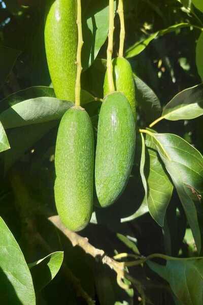 bahcemdenonline BEBEK AVOKADO 3 KG