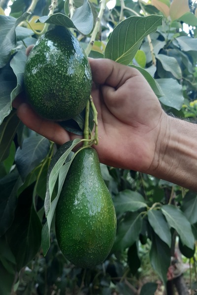 bahcemdenonline AVOKADO 1 KG