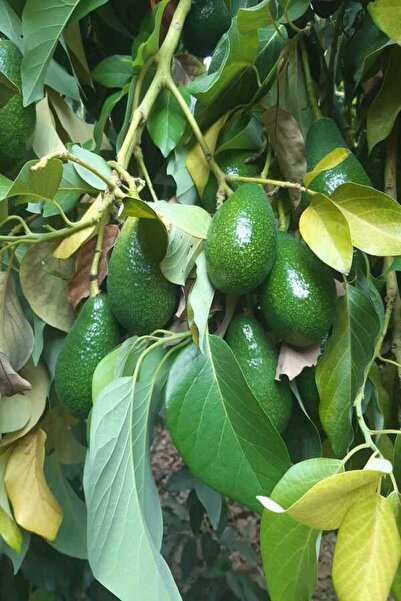 bahcemdenonline AVOKADO 15 ADET