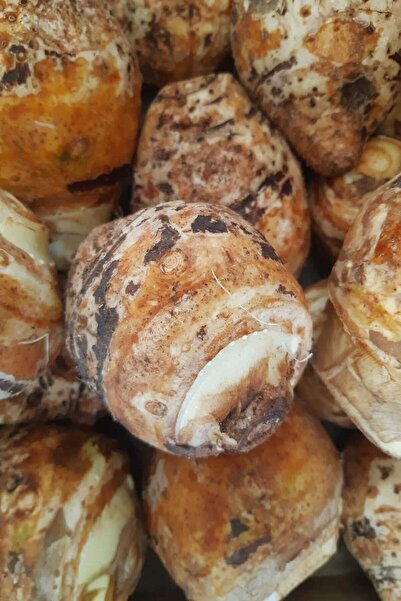 bahcemdenonline KOLAKAS GÖLEVEZ 3KG