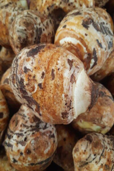 bahcemdenonline KOLAKAS GÖLEVEZ 2 KG