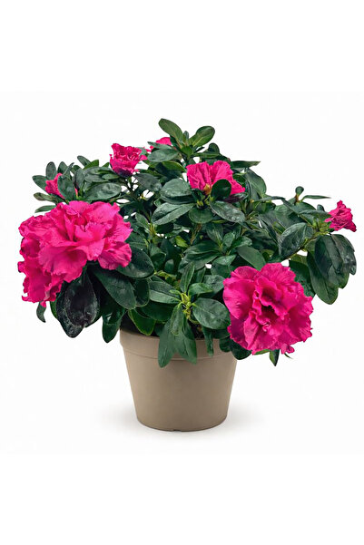 Ernaz Bitki Dünyası Açelya (Azalea) Orman Gülü Pembe | 30-40 cm | Saksı (P13)