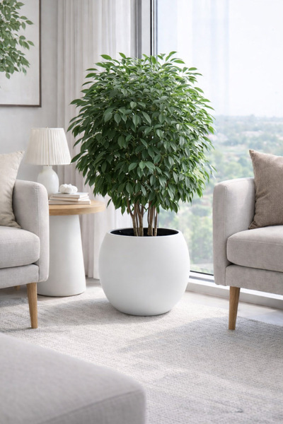 Alezy Küre Model İç Drenaj Hazneli Dekoratif Modern Saksı 27,5 lt Beyaz