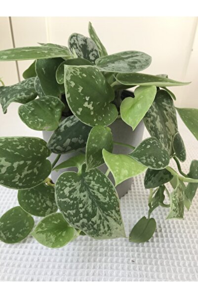 PLOT Epipremnum Pothos Sarmaşığı Fidanı Scindapsus Pictus 10-20 cm
