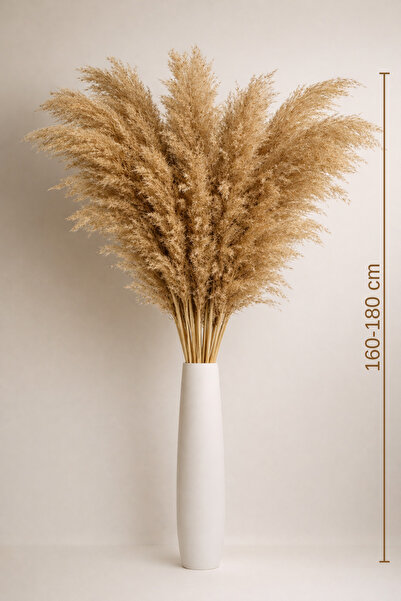 Pampas Aura Pampas Otu 10’lu Demet | 160–180cm Uzun Boy | Doğal Kurutulmuş Pa...