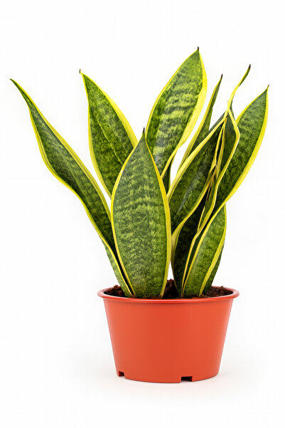 Generic نبات الثعبان (سانسيفيريا) 30-50 سم