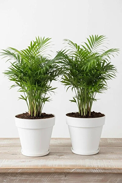 polivahome 2 Adet 3 Lt Antrasit Renk Tabaklı Izgaralı Dekoratif Plastik Yalı ...