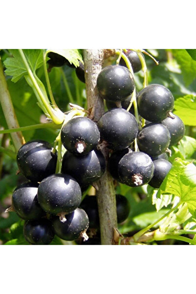 FidanVadisi Siyah Frenk Üzümü Fidanı (1 Yaşında 30-50 cm)