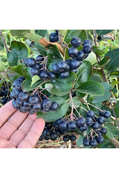 FidanVadisi Nero Aronya Fidanı (3 Yaşında 50-70 cm)