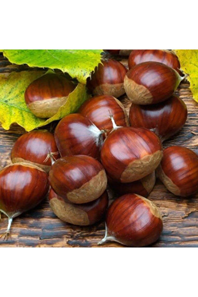 FidanVadisi Osmanoğlu Kestane Fidanı (4 Yaşında 130-150 cm)