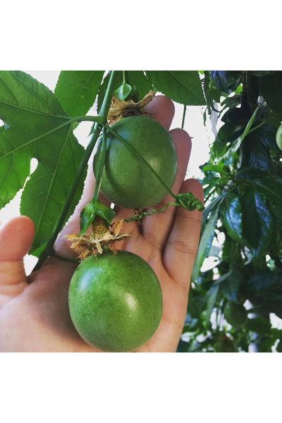 Passiflora (Çarkıfelek) Fidanı