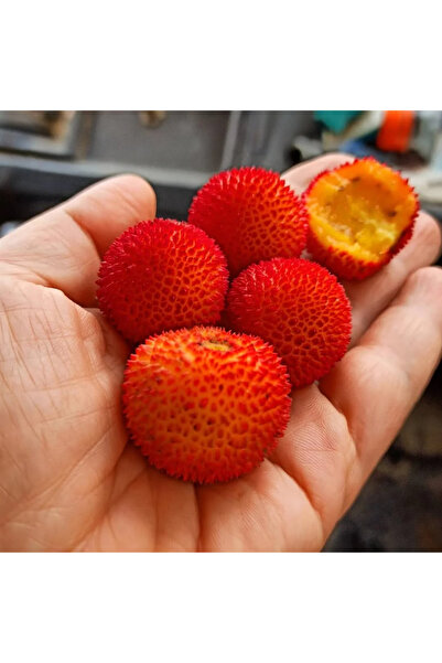 FidanVadisi Kocayemiş (Dağ Çileği) Fidanı (1 Yaşında 30-50 cm)