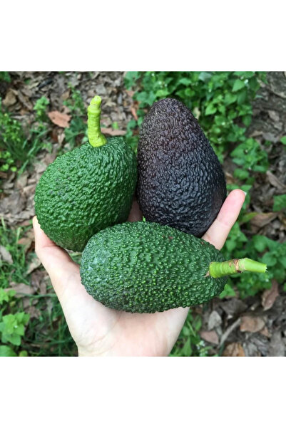 FidanVadisi Hass Avokado Fidanı (5 Yaşında 130-170 cm)