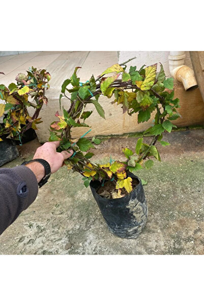 FidanVadisi Böğürtlen Fidanı (3 Yaşında 100-200 cm)