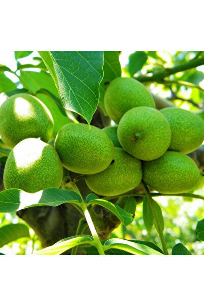 FidanVadisi Fernor Ceviz Fidanı (2 Yaşında 80-100 cm)